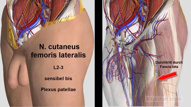 Nervus cutaneus femoris lateralis